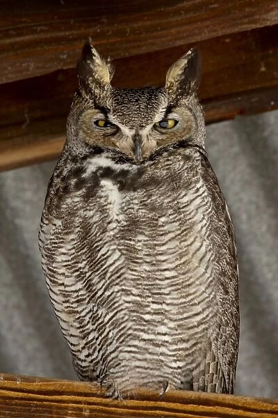 Great horned owl (Bubo virginianus), Whitewater Draw Wildlife Area, Arizona