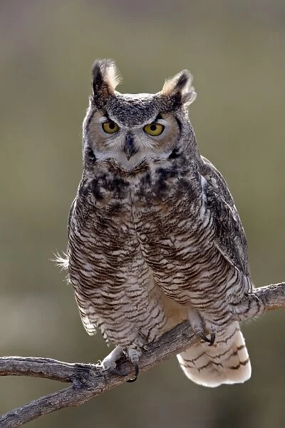 Great Horned Owl (Bubo virginianus) in captivity, Arizona Sonora Desert Museum