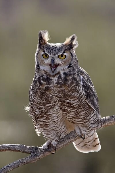 Great horned owl (Bubo virginianus) in captivity, Arizona Sonora Desert Museum