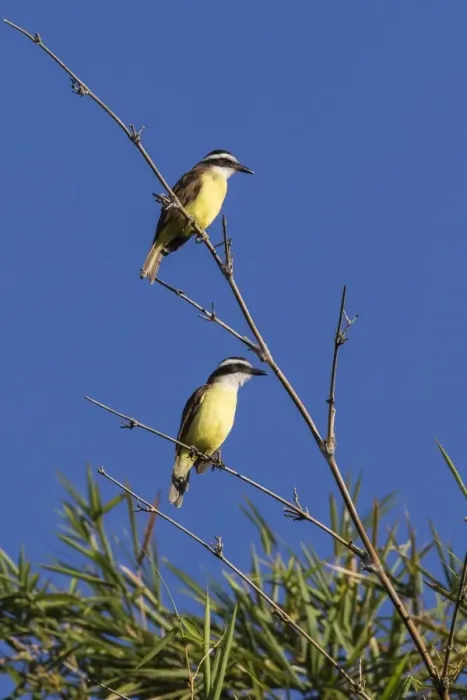 Framed Print : Great Kiskadee pair (Pitangus sulphuratus), Iguazu Falls National Park, Misiones Framed Print : Great Kiskadee pair (Pitangus sulphuratus), Iguazu Falls National Park, Misiones