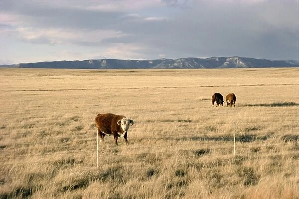 The Great Plains, New Mexico, United States of America (U