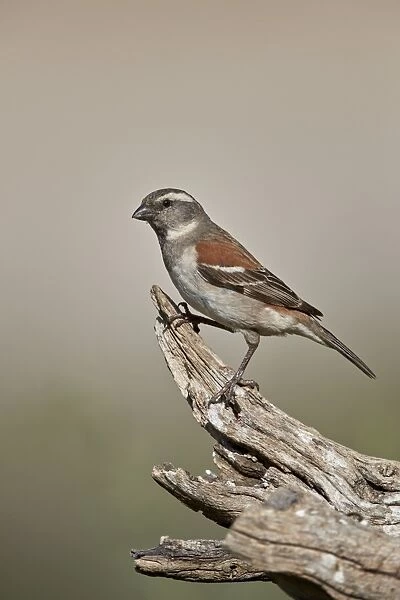 Great sparrow (Passer motitensis), female, Kgalagadi Transfrontier Park, South Africa