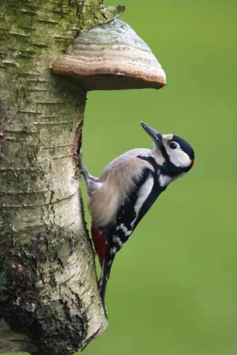 Framed Print : Great Spotted Woodpecker Framed Print : Great Spotted Woodpecker