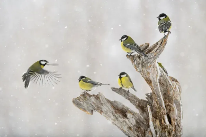 Framed Print : Great tit (Parus major) group, in snowfall, Kuusamo, Finland, Europe Framed Print : Great tit (Parus major) group, in snowfall, Kuusamo, Finland, Europe