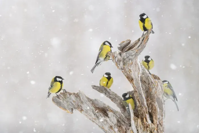 Framed Print : Great tit (Parus major) group, in snowfall, Kuusamo, Finland, Europe Framed Print : Great tit (Parus major) group, in snowfall, Kuusamo, Finland, Europe