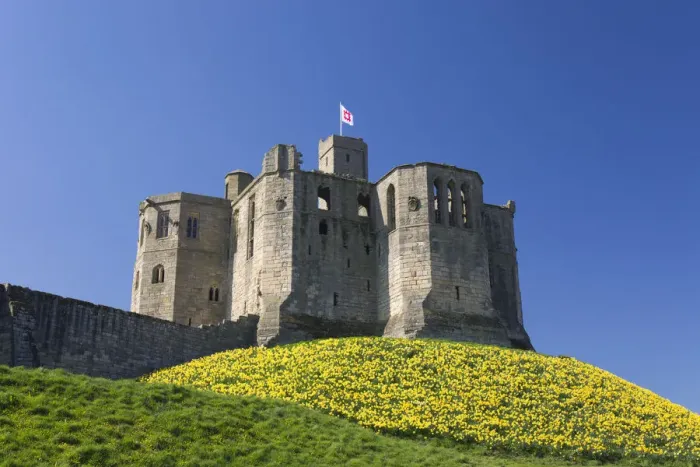 Framed Print : The Great Tower of Warkworth Castle, spring, carpet of golden daffodils on hillside Framed Print : The Great Tower of Warkworth Castle, spring, carpet of golden daffodils on hillside