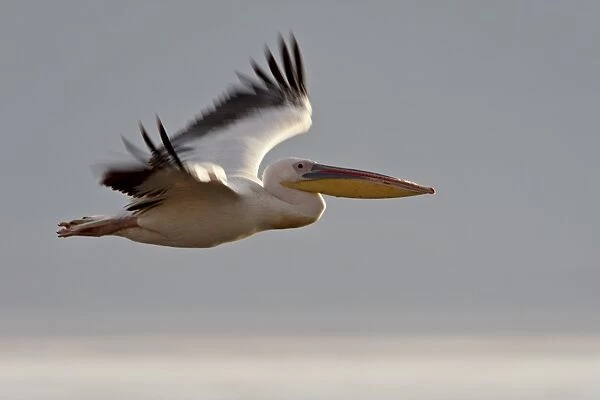 Great white pelican (Eastern white pelican) (Pelecanus onocrotalus) in flight