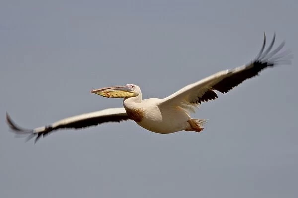 Great white pelican (Eastern white pelican (Pelecanus onocrotalus) in flight