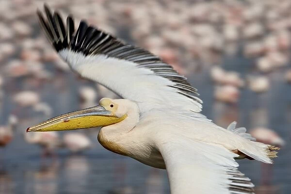 Great white pelican (Eastern white pelican) (Pelecanus onocrotalus), Lake Nakuru National Park