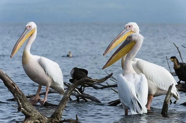 Great white pelican (Pelecanus onocrotalus), Lake Naivasha, Kenya, East Africa, Africa