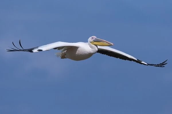 Great white pelican (Pelecanus onocrotalus) in flight, Lake Nakuru National Park, Kenya, East Africa, Africa