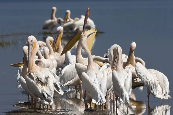 Great white pelicans (Pelecanus onocrotalus), Lake Nakuru National Park, Rift Valley, Kenya, East Africa, Africa