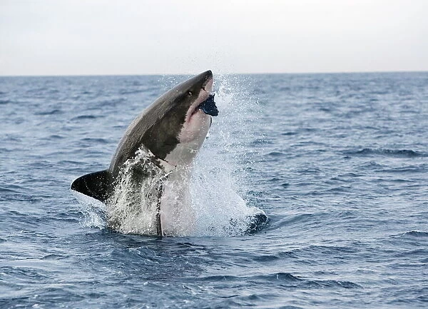Great white shark (Carcharodon carcharias), breaching to decoy, Seal Island
