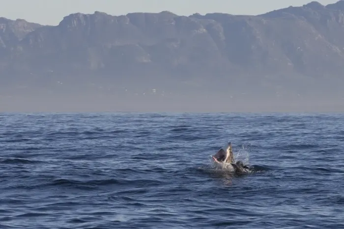 Framed Print : Great white shark (Carcharodon carcharias), Seal Island, False Bay, Simonstown, Western Cape, South Africa, Africa