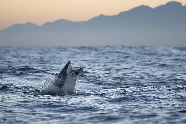 Great white shark (Carcharodon carcharias), Seal Island, False Bay, Simonstown, Western Cape, South Africa, Africa