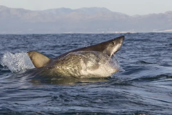 Framed Print : Great white shark (Carcharodon carcharias), Seal Island, False Bay, Simonstown, Western Cape, South Africa, Africa Framed Print : Great white shark (Carcharodon carcharias), Seal Island, False Bay, Simonstown, Western Cape, South Africa, Africa