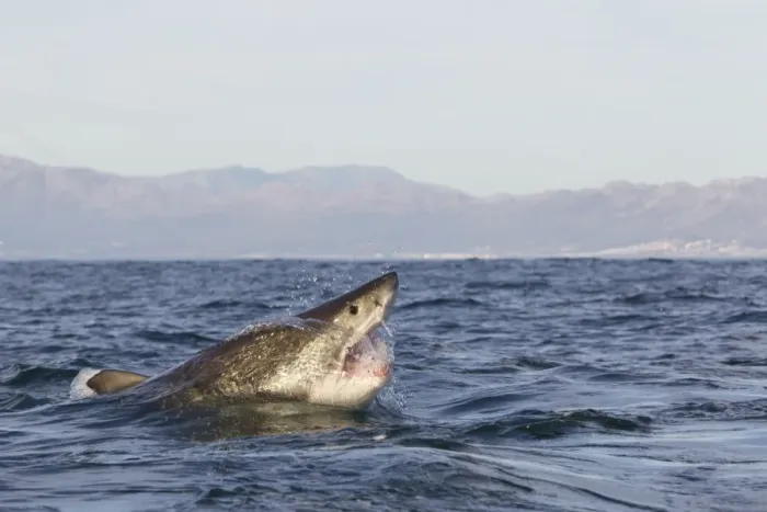 Framed Print : Great white shark (Carcharodon carcharias), Seal Island, False Bay, Simonstown, Western Cape, South Africa, Africa Framed Print : Great white shark (Carcharodon carcharias), Seal Island, False Bay, Simonstown, Western Cape, South Africa, Africa
