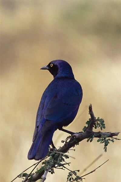 Greater blue-eared glossy starling (Lamprotornis chalybaeus)