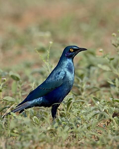 Greater Blue-Eared Glossy Starling (Lamprotornis chalybaeus), Kruger National Park