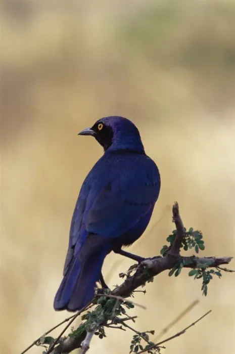 Framed Print : Greater blue-eared glossy starling (Lamprotornis chalybaeus) Framed Print : Greater blue-eared glossy starling (Lamprotornis chalybaeus)