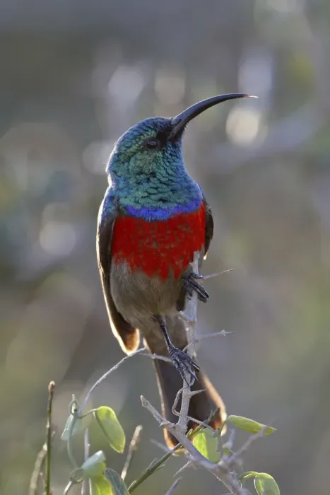 Framed Print : Greater Double-collared Sunbird (Cinnyris afra), Addo Elephant National Park Framed Print : Greater Double-collared Sunbird (Cinnyris afra), Addo Elephant National Park