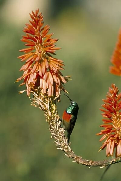 Greater doublecollared sunbird (Nectarinia afra)