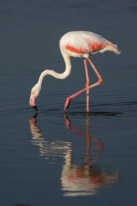 Framed Print : Greater flamingo (Phoeniconaias roseus), Amboseli National Park, Kenya, East Africa, Africa