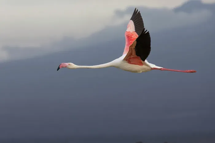 Framed Print : Greater flamingo (Phoeniconaias roseus) in flight, Amboseli National Park, Kenya, East Africa, Africa