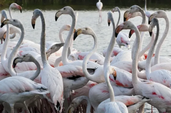 Framed Print : Greater flamingo (Phoenicopterus roseus), Camargue, Provence-Alpes-Cote d Azur, France Framed Print : Greater flamingo (Phoenicopterus roseus), Camargue, Provence-Alpes-Cote d Azur, France