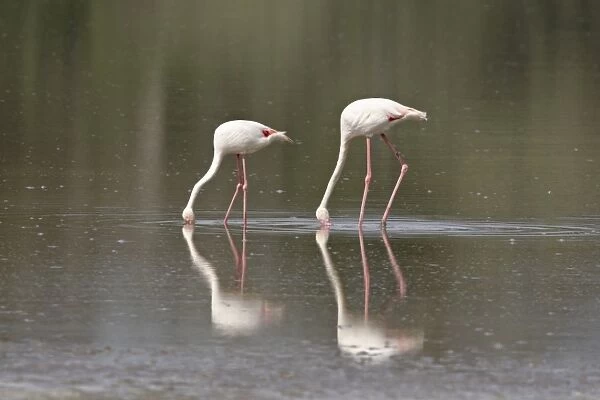 Two greater flamingo (Phoenicopterus roseus) feeding, Serengeti National Park