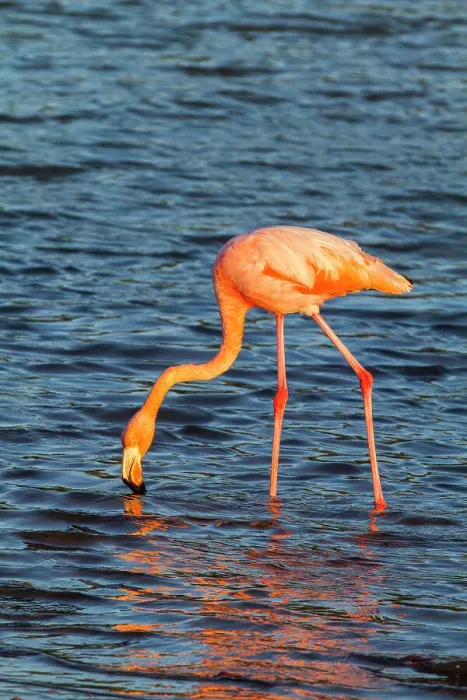 Framed Print : Greater flamingo (Phoenicopterus ruber) foraging for small pink shrimp in saltwater lagoon in the Galapagos Islands, UNESCO World Heritage Site, Ecuador, South America Framed Print : Greater flamingo (Phoenicopterus ruber) foraging for small pink shrimp in saltwater lagoon in the Galapagos Islands, UNESCO World Heritage Site, Ecuador, South America