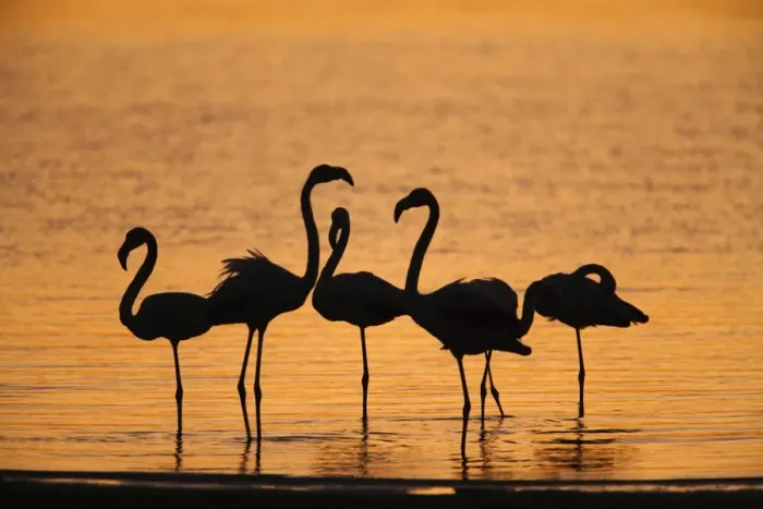 Framed Print : Greater flamingoes (Phoenicopterus ruber), at dusk, Walvis Bay lagoon, Namibia, Africa Framed Print : Greater flamingoes (Phoenicopterus ruber), at dusk, Walvis Bay lagoon, Namibia, Africa