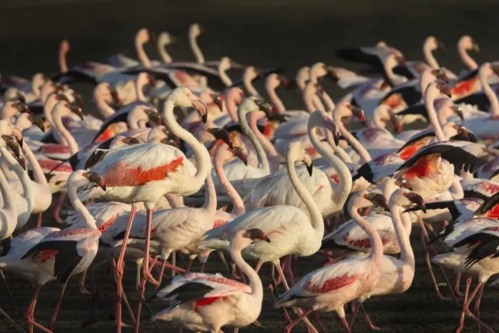 Framed Print : Greater flamingoes (Phoenicopterus ruber) and Lesser flamingoes (Phoenicopterus minor), Walvis Bay, Namibia, Africa Framed Print : Greater flamingoes (Phoenicopterus ruber) and Lesser flamingoes (Phoenicopterus minor), Walvis Bay, Namibia, Africa