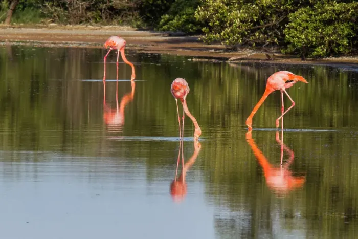 Framed Print : Greater flamingos (Phoenicopterus ruber) foraging for small pink shrimp in saltwater lagoon in the Galapagos Islands, UNESCO World Heritage Site, Ecuador, South America Framed Print : Greater flamingos (Phoenicopterus ruber) foraging for small pink shrimp in saltwater lagoon in the Galapagos Islands, UNESCO World Heritage Site, Ecuador, South America