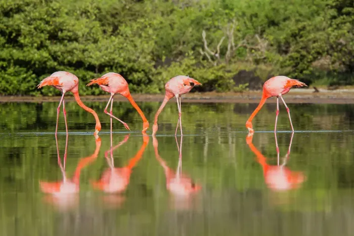 Framed Print : Greater flamingos (Phoenicopterus ruber) foraging for small pink shrimp in saltwater lagoon in the Galapagos Islands, UNESCO World Heritage Site, Ecuador, South America Framed Print : Greater flamingos (Phoenicopterus ruber) foraging for small pink shrimp in saltwater lagoon in the Galapagos Islands, UNESCO World Heritage Site, Ecuador, South America