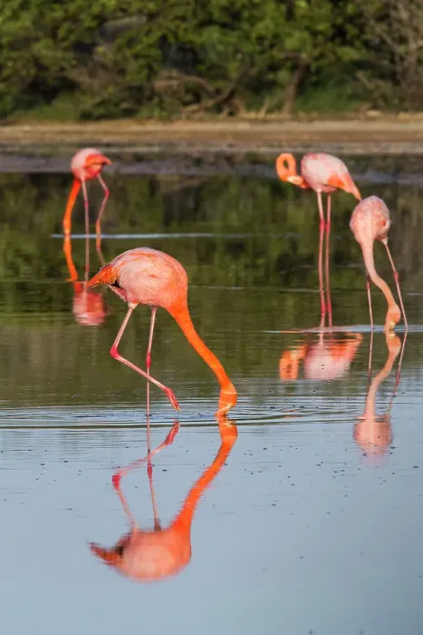 Framed Print : Greater flamingos (Phoenicopterus ruber) foraging for small pink shrimp in saltwater lagoon in the Galapagos Islands, UNESCO World Heritage Site, Ecuador, South America Framed Print : Greater flamingos (Phoenicopterus ruber) foraging for small pink shrimp in saltwater lagoon in the Galapagos Islands, UNESCO World Heritage Site, Ecuador, South America