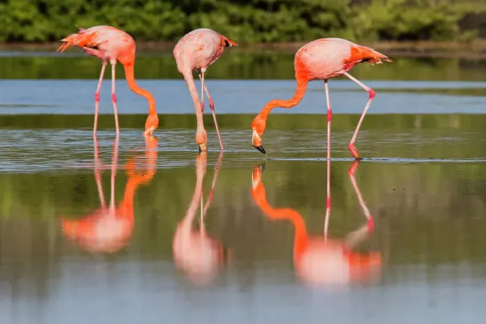 Framed Print : Greater flamingos (Phoenicopterus ruber) foraging for small pink shrimp in saltwater lagoon in the Galapagos Islands, UNESCO World Heritage Site, Ecuador, South America Framed Print : Greater flamingos (Phoenicopterus ruber) foraging for small pink shrimp in saltwater lagoon in the Galapagos Islands, UNESCO World Heritage Site, Ecuador, South America