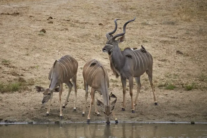 Framed Print : Greater kKudu (Tragelaphus strepsiceros) buck with two doe drinking, Kruger National Park Framed Print : Greater kKudu (Tragelaphus strepsiceros) buck with two doe drinking, Kruger National Park