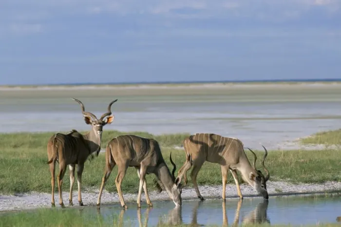 Framed Print : Greater kudu Framed Print : Greater kudu