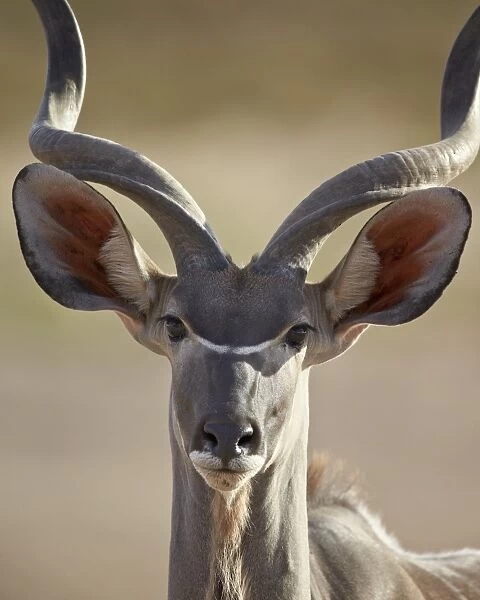 Greater kudu (Tragelaphus strepsiceros) buck, Kgalagadi Transfrontier Park, encompassing the former Kalahari Gemsbok National Park, South Africa, Africa
