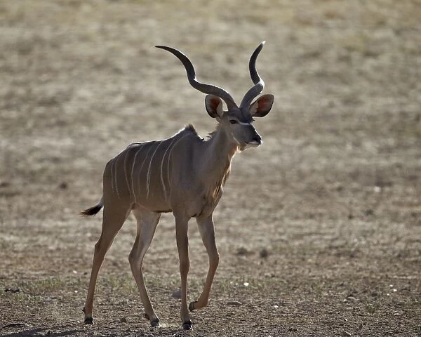 Greater kudu (Tragelaphus strepsiceros) buck, Kgalagadi Transfrontier Park, encompassing the former Kalahari Gemsbok National Park, South Africa, Africa