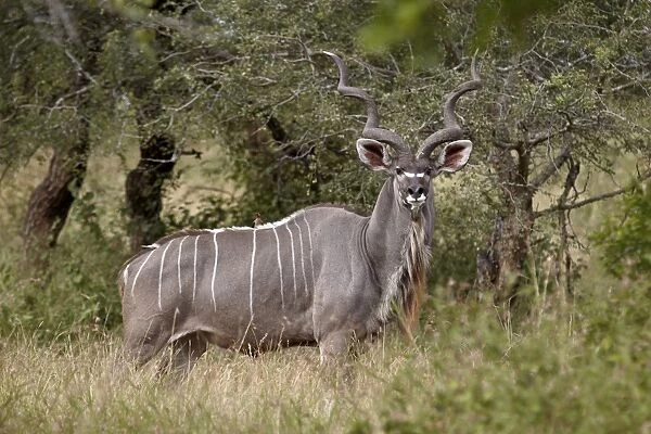 Greater kudu (Tragelaphus strepsiceros) buck, Imfolozi Game Reserve, South Africa, Africa