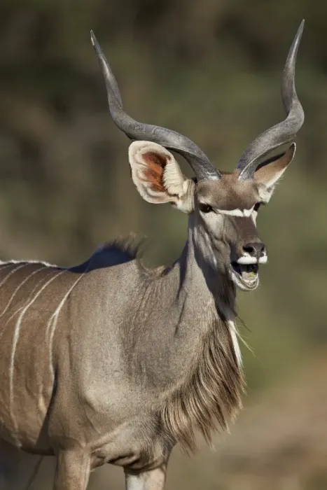 Framed Print : Greater kudu (Tragelaphus strepsiceros) buck with his mouth open, Kgalagadi Transfrontier