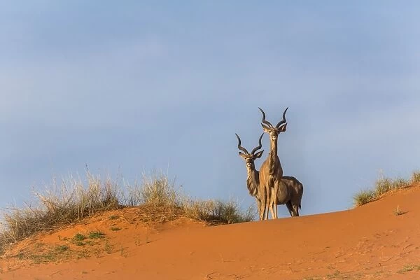 Greater kudu (Tragelaphus strepsiceros) on dunes, Kgalagadi Transfrontier Park, Northern Cape