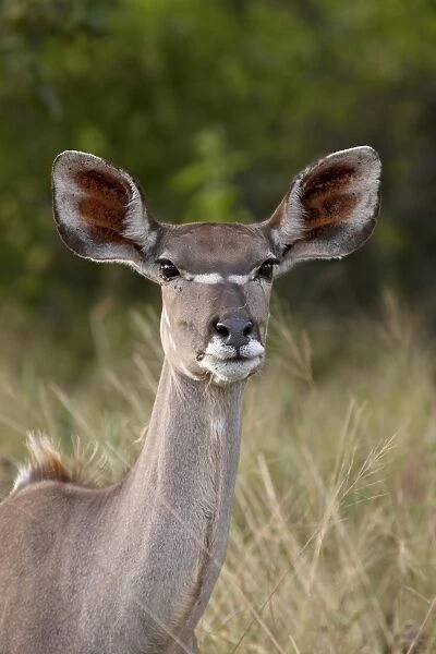 Greater kudu (Tragelaphus strepsiceros) female, Kruger National Park, South Africa
