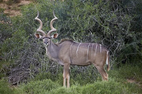 Greater kudu (Tragelaphus strepsiceros) male, Addo Elephant National Park, South Africa