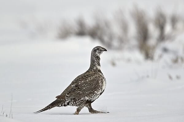 Greater sage-grouse (Centrocercus urophasianus) in the snow, Grand Teton National Park
