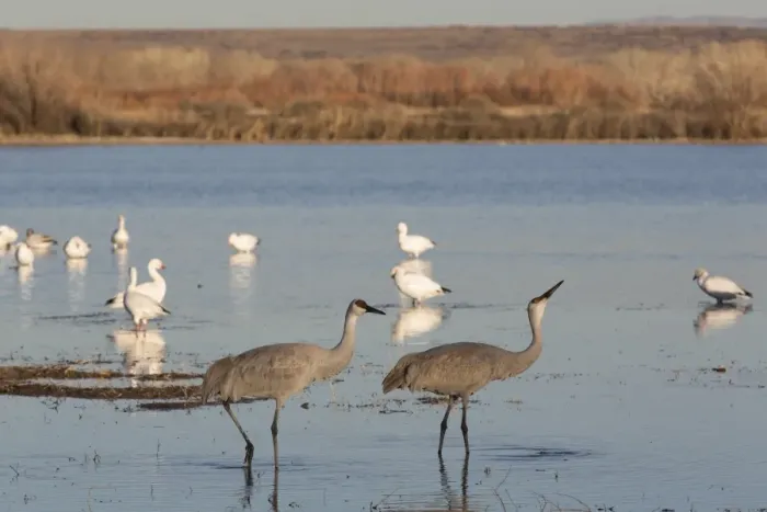 Framed Print : Greater sandhill cranes (Grus canadensis tabida) in foreground, and lesser snow geese (Chen caerulescens caerulescens) in background, Bosque del Apache National Wildlife Refuge, New Mexico, United States of America, North America Framed Print : Greater sandhill cranes (Grus canadensis tabida) in foreground, and lesser snow geese (Chen caerulescens caerulescens) in background, Bosque del Apache National Wildlife Refuge, New Mexico, United States of America, North America