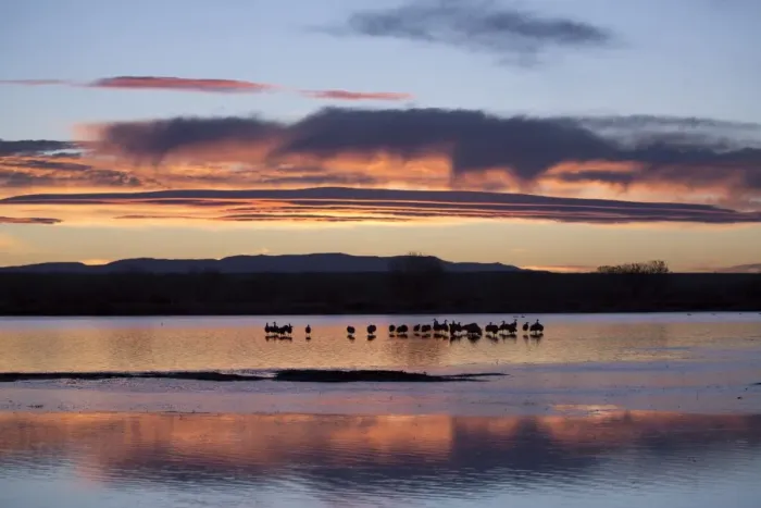 Framed Print : Greater sandhill cranes (Grus canadensis tabida) at sunrise, Bosque del Apache National Wildlife Refuge, New Mexico, United States of America, North America Framed Print : Greater sandhill cranes (Grus canadensis tabida) at sunrise, Bosque del Apache National Wildlife Refuge, New Mexico, United States of America, North America