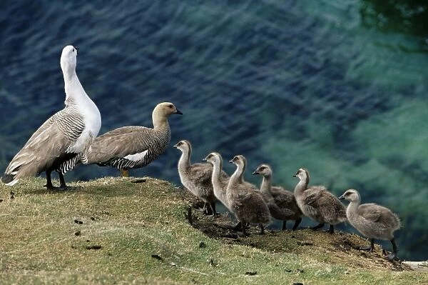 Greater upland goose (Chloephaga poliocephala) family, Saunders Island
